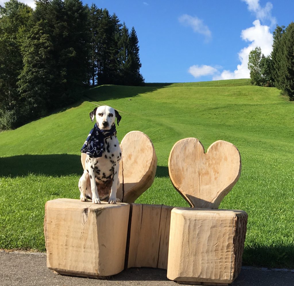 Dalmatiner sitzt auf einem geschnitzten Holzstuhl mit Herzform